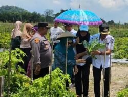 Tekan Laju Inflasi, Hj Nurlin Surunuddin Gelar Panin Cabe di Wolasi Konsel