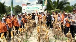 Panen Perdana Jagung BUMDes Mukti Utama Tirtamartani Konsel, Targetkan Ekspansi Lahan